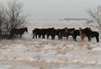 В Павлодарской области оштрафовано 300 владельцев бесхозного скота