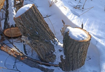 Целую лесополосу в области Жетісу незаконно вырубил сельчанин