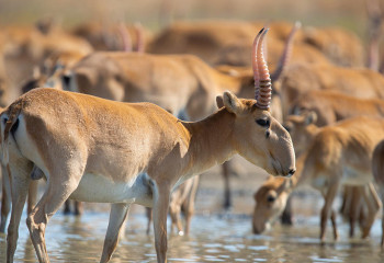 В Казахстане насчитывают более 90% мировой популяции сайгаков