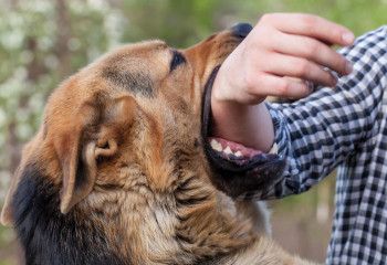 В Костанайской области собаки стали чаще кусать людей