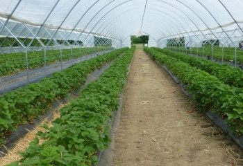 СҚО-дағы әкімдік бизнес үшін жасанды әкімшілік кедергілер құрған