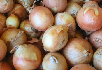 Минсельхоз РК прокомментировал ситуацию с луком, после запрета его экспорта