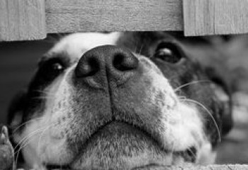 В Павлодаре неизвестный стрелял в собаку, она в тяжелом состоянии