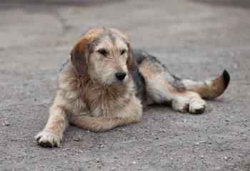 В Костанае выявили нелегальную службу отлова бродячих животных