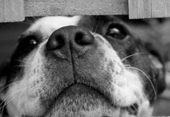 Установлена личность стрелявшего в собаку в Павлодаре