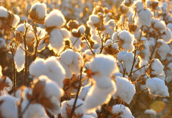 Қазақстанда мақта-мата өндірісі 43,6 пайызға төмендеді