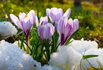 Биыл Алматыда көктем ерте шығады - Қазгидромет