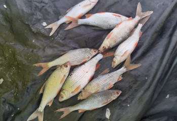 Рыболовам в Атырау разрешили рыбачить вплоть до Дамбы