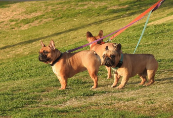 Алматыда үй жануарын ұстау қағидасы өзгерді