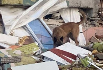 Казахстанский пес Джейкоб ищет людей под завалами в Турции