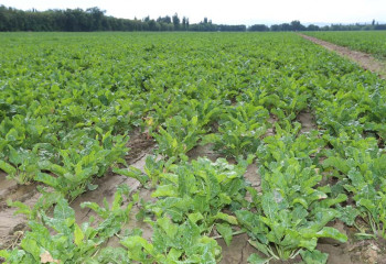 Қант қызылшасының егіс алқаптары 25 мың гектарға дейін ұлғаяды