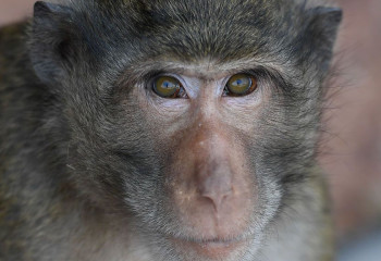 Если не остановим передачу оспы обезьян, можем столкнуться со всплеском заболеваемости - ВОЗ