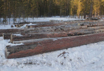 Мужчину застали за кражей сосен в Павлодарской области