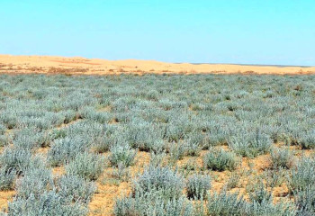 Мангистау показал отрицательную рентабельность в земледелии