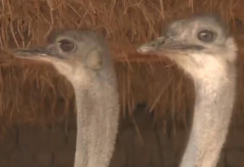 Страусиную ферму открыли в Кызылординской области