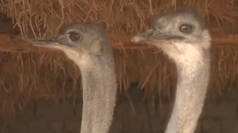  акимат Кызылординской области 