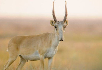 В ЗКО обсудили вопросы управления популяциями сайгаков