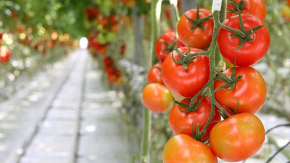 В Туркестанской области фермеры готовы к экспорту помидоров