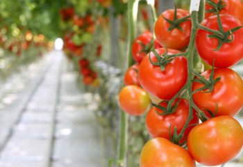В Туркестанской области фермеры готовы к экспорту помидоров