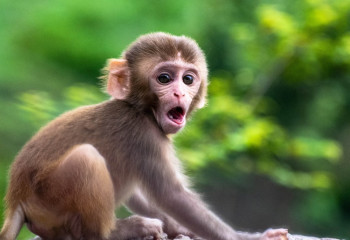 ВОЗ решила не отменять режим ЧС, связанный с оспой обезьян