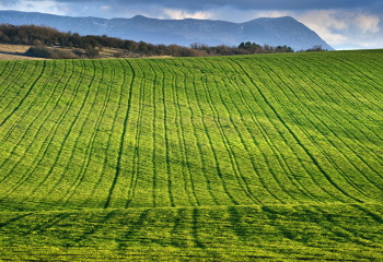 Порядка 450 тысяч гектаров намерены засеять в Алматинской области