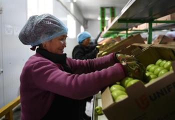 Биыл Алматы облысында 450 мың гектардан астам жерге егін егіледі