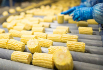 Завод по переработке кукурузы построят в Туркестанской области