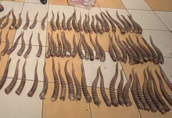 Ақтөбеде ауыл тұрғынынан 76 ақбөкен мүйізі тәркіленді