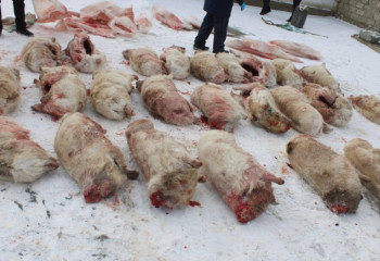 Қызылорда тұрғынынан 26 киіктің еті тәркіленді