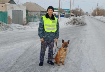 Служебная собака помогла раскрыть кражу денег в Акмолинской области