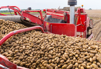 В Казахстане выросло производство картофеля