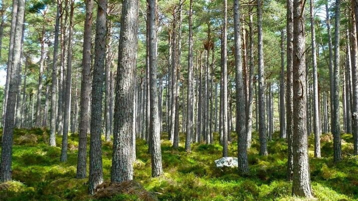 Плата за пользование объектами растительного мира предполагается в Казахстане