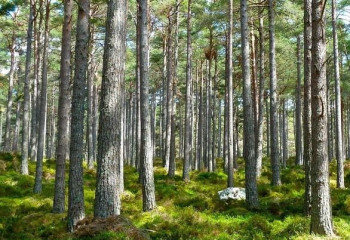 Плата за пользование объектами растительного мира предполагается в Казахстане
