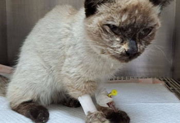 Кошку в завязанном пакете выбросили в мусорку в Усть-Каменогорске