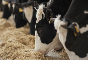 Фермеры Мангистауской области получат корма для скота по сниженным ценам