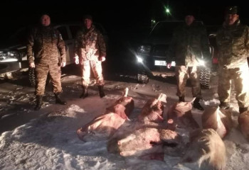 Более 20 туш сайгаков изъяли у браконьера в Кызылординской области