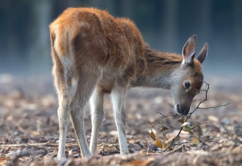 Қызылорда облысында браконьерден 26 киік тушасы тәркіленді