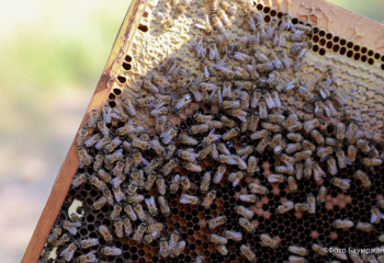 Более миллиона пчел спасли пожарные ВКО