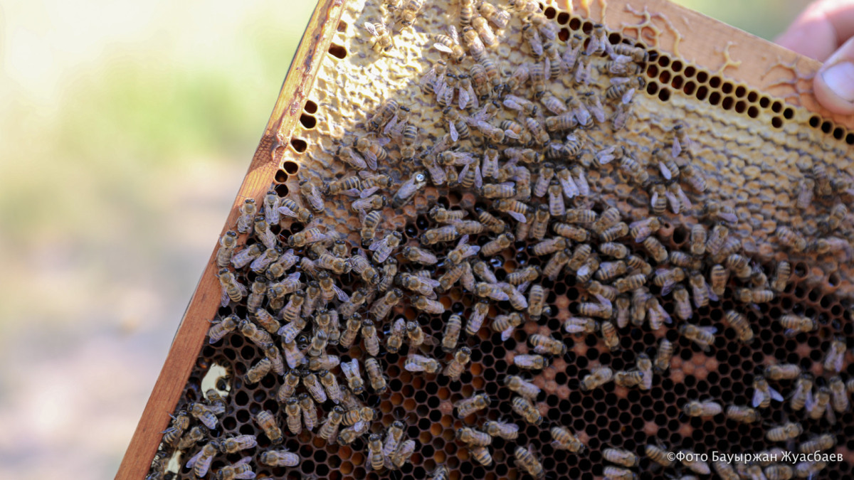  El.kz Бауыржан Жуасбаев 