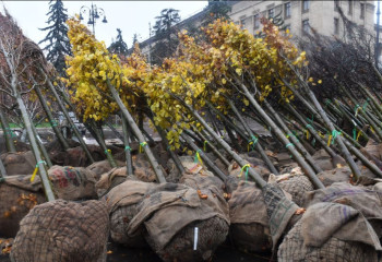 Плодовые деревья вырубили в микрорайоне Алматы