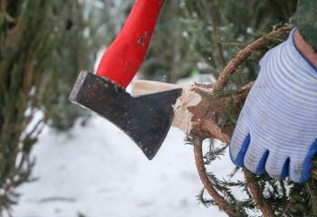 Алматыда 63 түп жеміс ағашы заңсыз кесілген