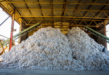 В Туркестанской области построят хлопкоперерабатывающий завод