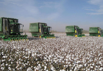 Түркістан облысында мақта өңдеу зауыты іске қосылады