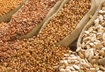 Сенатор назвал неуправляемым рынок оборота семян в Казахстане