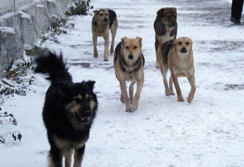 Акмолинец продавал мясо бродячих собак