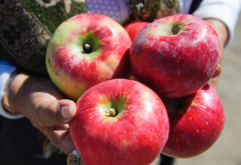 Казахстан экспортировал в Россию свыше 4 тыс тонн яблок
