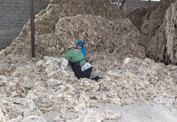 В Казахстане продлили нулевую ставку пошлины на вывоз шерсти