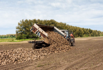 В области Жетысу увеличат посевные площади сахарной свеклы