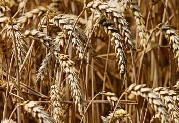 Фермерлер 17,1 млрд теңгеге өтініш берді