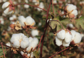 Аграрии жалуются на нестабильные цены на хлопок в Туркестанской области